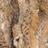 Bobcat
