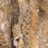 Bobcat