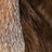 Natural Beaver with Crystal