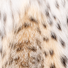 Natural Bobcat