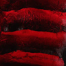 Red Chinchilla